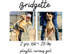 Adopt Bridgette a Mixed Breed (Medium) / Mixed dog in Albany, GA (40266861)