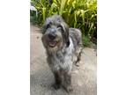 Adopt Charlie Ferus a Gray/Blue/Silver/Salt & Pepper Aussiedoodle / Mixed dog in