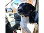 Adopt King a Black - with White Border Collie / Cattle Dog / Mixed dog in Show