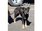 Adopt Betty a Black - with White Australian Cattle Dog / Labrador Retriever /