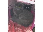 Adopt Fosters needed scared kitties a Gray or Blue Domestic Mediumhair (medium