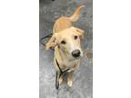 Adopt Bernard a Tan/Yellow/Fawn Retriever (Unknown Type) / Mixed dog in Moncks