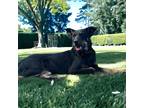 Adopt Faith a Black Australian Kelpie / Mixed dog in Kenedy, TX (40261524)