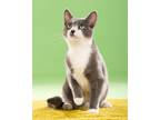 Adopt Charlie a Gray or Blue Domestic Shorthair (short coat) cat in Monterey