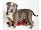 Adopt Belinda a Gray/Blue/Silver/Salt & Pepper American Pit Bull Terrier / Mixed