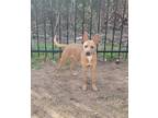 Adopt Taya a Tan/Yellow/Fawn Feist / Mixed dog in Lancaster, TX (40190703)
