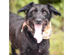 Adopt Pogo / Doggo a Black Jack Russell Terrier / Poodle (Miniature) / Mixed dog
