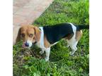Adopt Pickles a Tricolor (Tan/Brown & Black & White) Beagle / Mixed dog in Apple