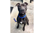 Adopt Emmanuel (HW+) a Black Terrier (Unknown Type, Medium) / Mixed Breed
