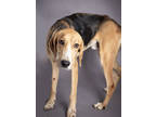 Adopt Lionel a Tan/Yellow/Fawn Treeing Walker Coonhound / Mixed dog in
