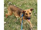 Adopt Tango a Brown/Chocolate Mixed Breed (Large) / Mixed dog in Greenville