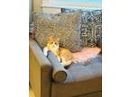Adopt Dave a Orange or Red Domestic Mediumhair / Domestic Shorthair / Mixed cat