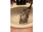 Adopt Mouse a Gray, Blue or Silver Tabby Domestic Shorthair (short coat) cat in