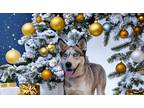 Adopt Chandler a Gray/Silver/Salt & Pepper - with White Siberian Husky / Mixed