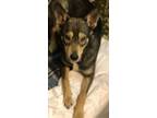 Adopt Holly a Tricolor (Tan/Brown & Black & White) Cattle Dog / Mixed dog in