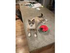 Adopt Kasey a Gray or Blue Tabby / Mixed (short coat) cat in Vista