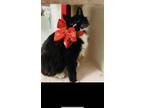 Adopt Wanda a Black & White or Tuxedo Domestic Longhair (long coat) cat in