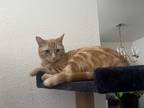 Adopt Luna a Orange or Red Domestic Shorthair (short coat) cat in Palmdale