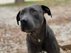 Adopt STORMY a Gray/Silver/Salt & Pepper - with White Pit Bull Terrier / Mixed