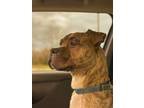 Adopt Lydia Deetz a Brindle Mixed Breed (Medium) / Mixed dog in Cincinnati