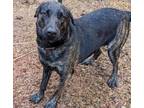 Adopt Willow a Brindle Mixed Breed (Large) / Mixed dog in Wantagh, NY (40221396)