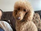 Adopt Leela a Red/Golden/Orange/Chestnut Standard Poodle / Mixed dog in Ottawa