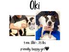 Adopt Oki a Mixed Breed (Medium) / Mixed dog in Albany, GA (40254196)