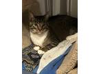 Adopt Bobby a Brown Tabby Domestic Shorthair / Mixed (short coat) cat in San