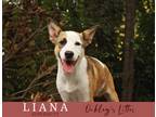 Adopt Liana a Tan/Yellow/Fawn - with White Terrier (Unknown Type