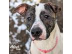 Adopt Lily a Brindle - with White Hound (Unknown Type) / Pit Bull Terrier /