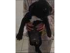 Adopt Peanut a Black - with White Pug / Mixed dog in Chula Vista, CA (40252135)