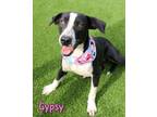 Adopt Gypsy a Black Mixed Breed (Small) / Mixed Breed (Medium) / Mixed (short