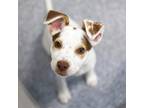 Adopt Electra a White Hound (Unknown Type) / Mixed dog in Atlanta, GA (39886840)