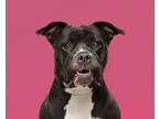 Adopt Tutsie Roll a Black American Pit Bull Terrier / Mixed (short coat) dog in