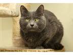 Adopt Liam a Gray or Blue Domestic Shorthair / Domestic Shorthair / Mixed cat in