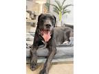 Adopt Copper (23-024) a Black - with White Great Dane / Mixed dog in Inver Grove