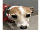 Adopt nugget a White - with Brown or Chocolate Jack Russell Terrier / Mixed dog