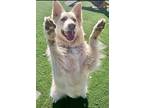 Adopt Duke a Tan/Yellow/Fawn German Shepherd Dog / Collie / Mixed dog in San