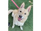 Adopt Ash a Tan/Yellow/Fawn Husky / Mixed dog in Canoga Park, CA (26283108)