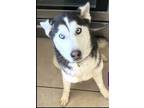 Adopt Maddie a Black - with White Husky / Siberian Husky / Mixed dog in San
