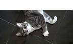 Adopt Nori a Gray or Blue (Mostly) Domestic Shorthair (short coat) cat in Palm