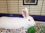 Adopt Bunny a Albino or Red-Eyed White Other/Unknown / Mixed (short coat) rabbit