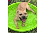 Adopt Marley a Tan/Yellow/Fawn American Staffordshire Terrier / Mixed Breed