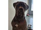 Adopt Greyson a Black - with Gray or Silver Cane Corso / Mixed Breed (Medium) /