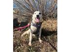 Adopt Ithil a Australian Cattle Dog / Labrador Retriever / Mixed dog in Fort