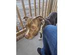 Adopt Suzie a Black - with Tan, Yellow or Fawn American Pit Bull Terrier / Mixed