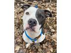 Adopt Athena a White - with Gray or Silver Pit Bull Terrier / Mixed dog in