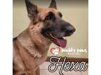 Adopt Hexa (Courtesy Post) a Black - with Brown, Red, Golden