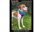 Adopt Milo a Red/Golden/Orange/Chestnut - with White Foxhound dog in Benton