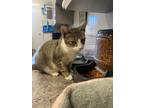 Adopt Miss Kitty a Himalayan / Mixed (short coat) cat in Pittsfield